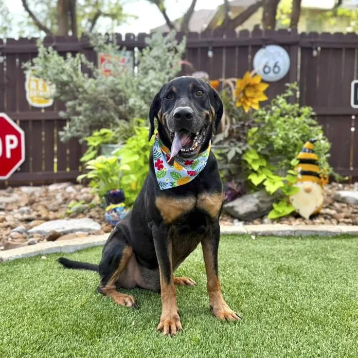 A young large-sized male Black and Tan Coonhound dog named Hank for adoption in Southport, CT