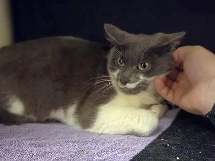 An adult medium-sized female Domestic Short Hair cat named French Onion for adoption in Westland, MI