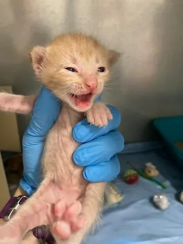 A baby small-sized male Domestic Short Hair cat named Mint for adoption in Mustang, OK