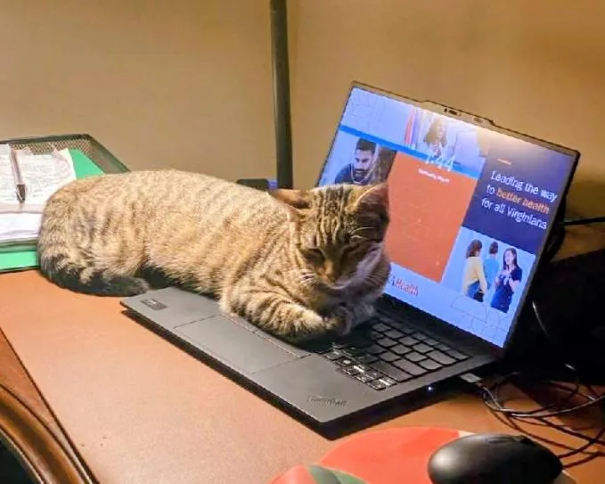 A baby medium-sized female Tabby (Brown / Chocolate) Tabby cat named Bridget for adoption in Waynesboro, VA