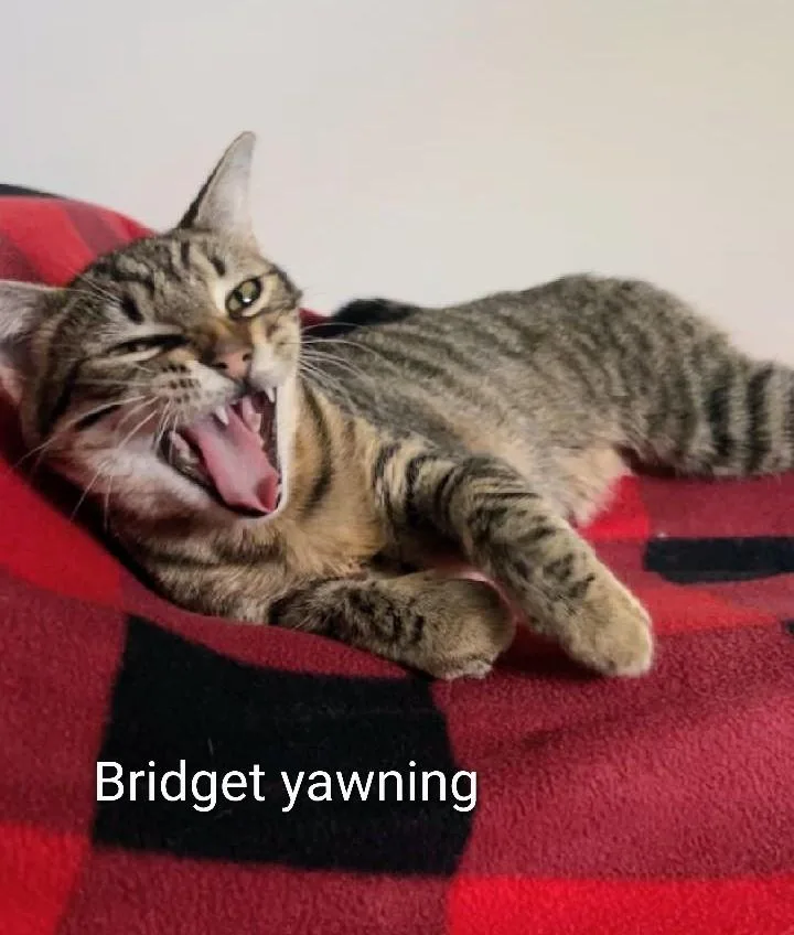 Bridget thumbnail 4