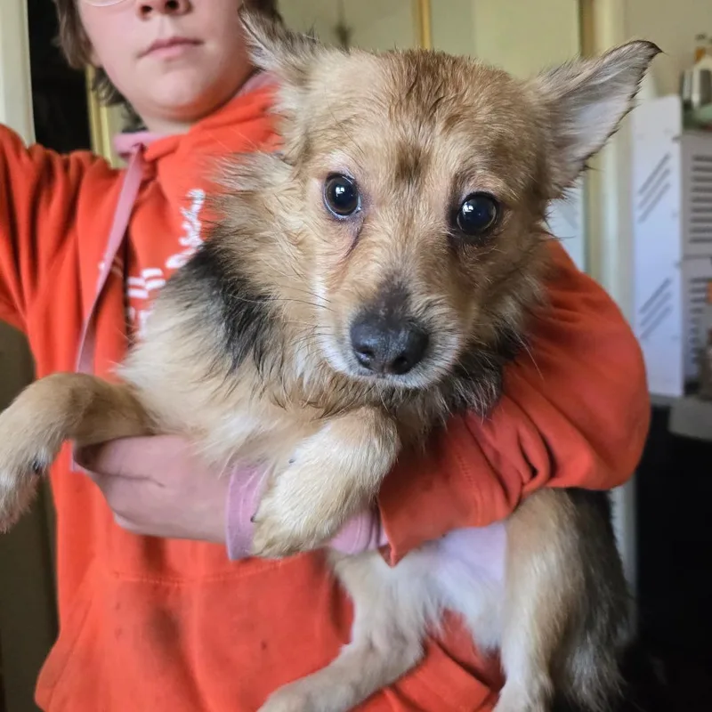 An adult small-sized male Yellow / Tan / Blond / Fawn Pomeranian dog named Twix for adoption in Klamath Falls, OR