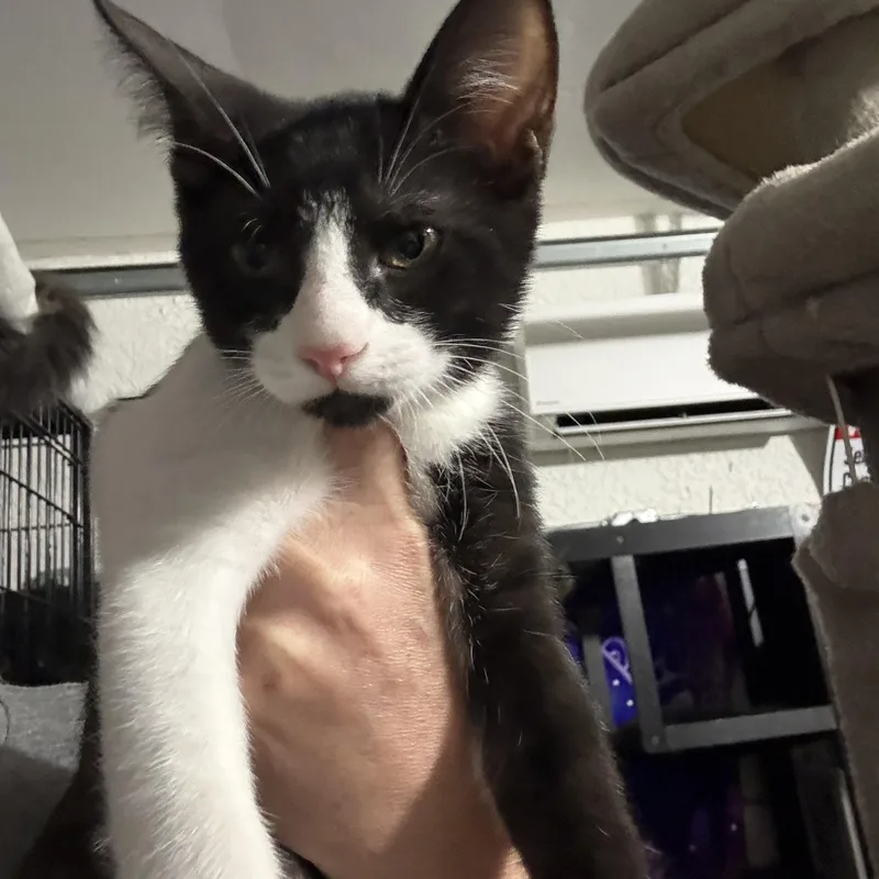 A baby small-sized male Black & White / Tuxedo Domestic Short Hair cat named Sid for adoption in Lehigh Acres, FL