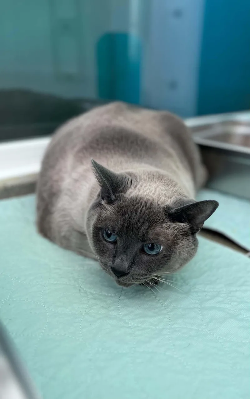 A senior medium-sized male Siamese cat named Purrito for adoption in Moundsville, WV