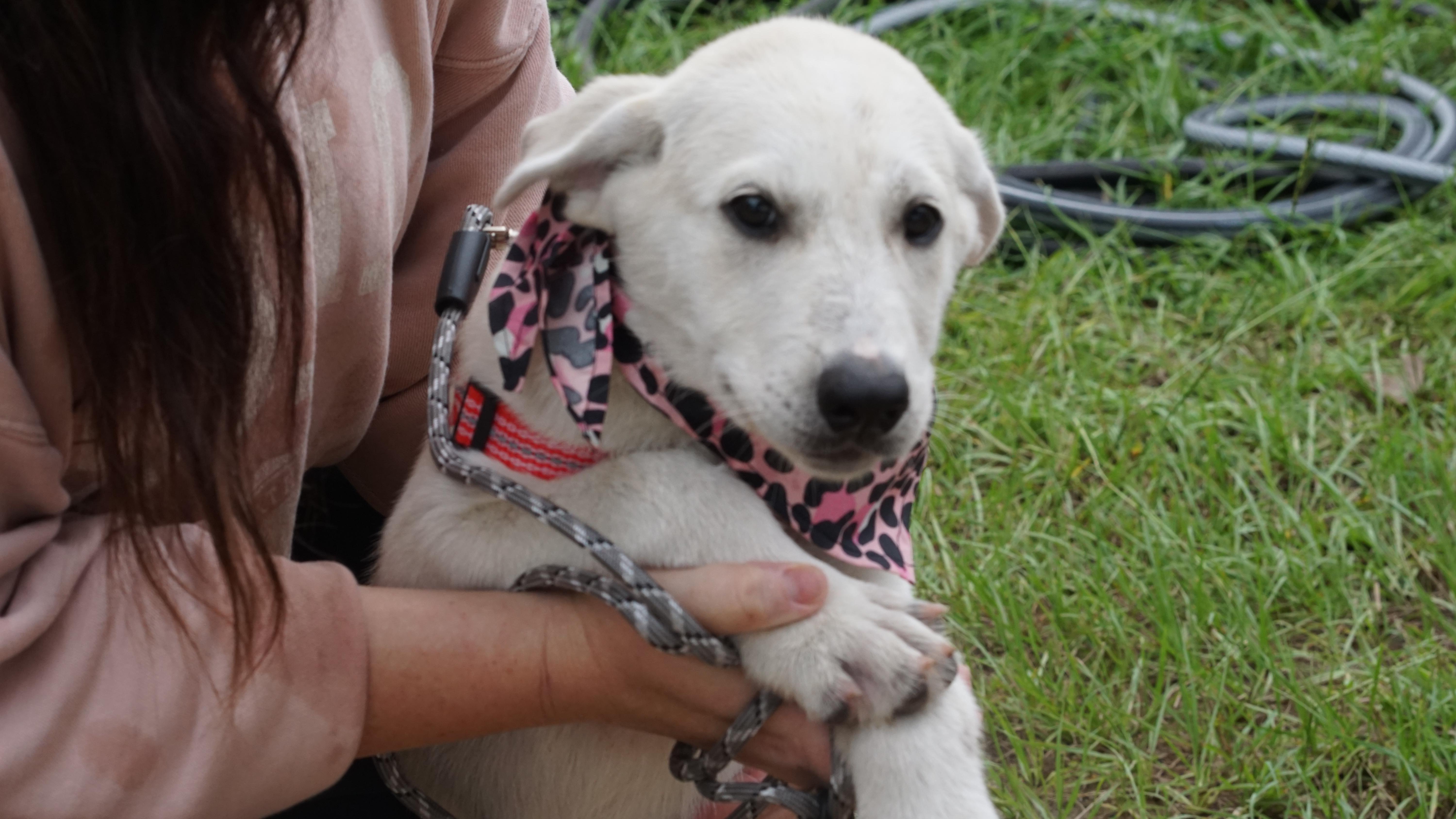 A baby medium-sized female White / Cream Labrador Retriever dog named Jill for adoption in Brentwood, CA