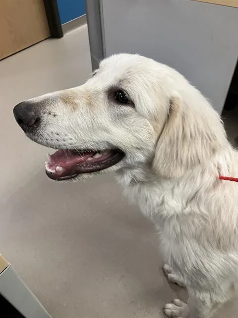 A young extra large-sized female Mixed Breed dog named Chloe for adoption in Dallas, TX