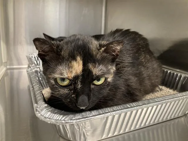 A baby small-sized female Domestic Short Hair cat named Danish for adoption in Tustin, CA