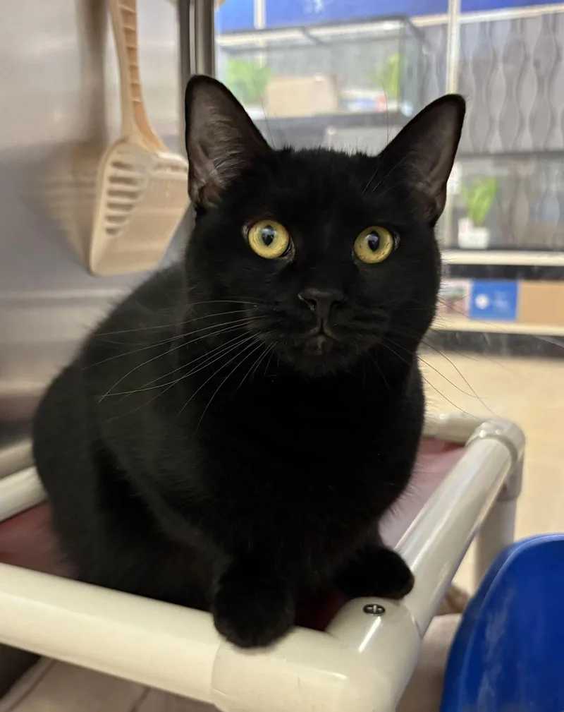 Periwinkle thumbnail 2