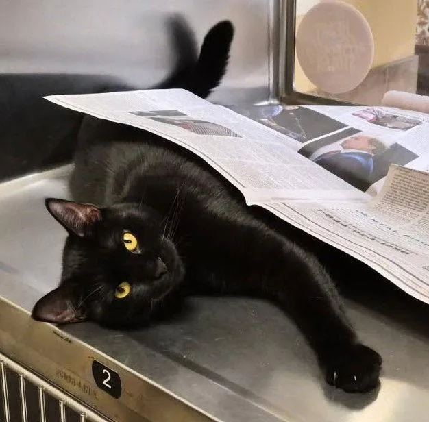 Periwinkle thumbnail 3