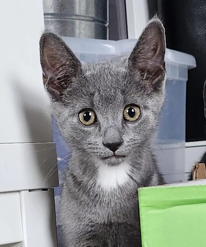 A baby medium-sized male Gray / Blue / Silver Domestic Short Hair cat named Luca for adoption in Breinigsville, PA