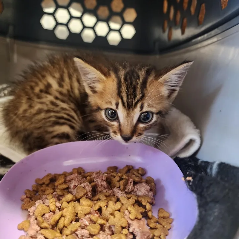 A baby small-sized male Brown / Chocolate Domestic Short Hair cat named Bryce for adoption in Evensville, TN