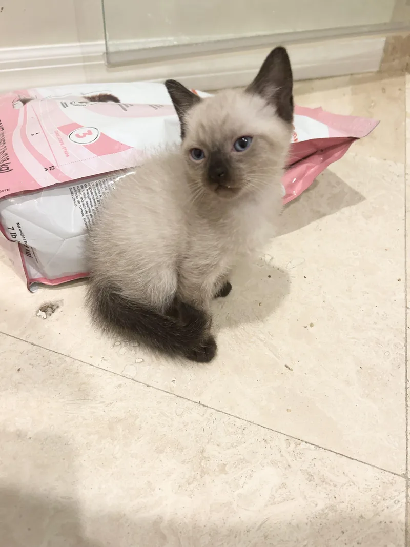 A baby medium-sized male Siamese cat named Lupine for adoption in Bradenton, FL