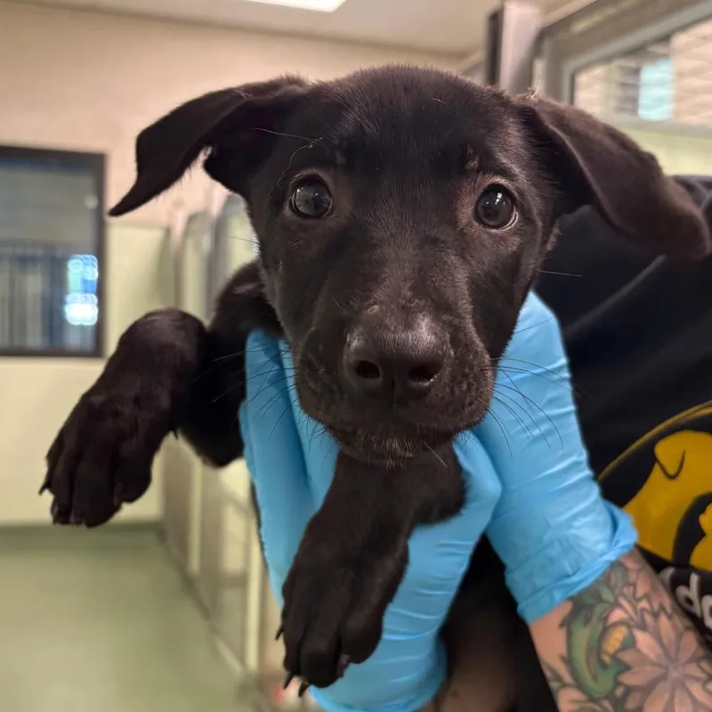 A young medium-sized female Black Belgian Shepherd / Malinois dog named Luna for adoption in West Palm Beach, FL