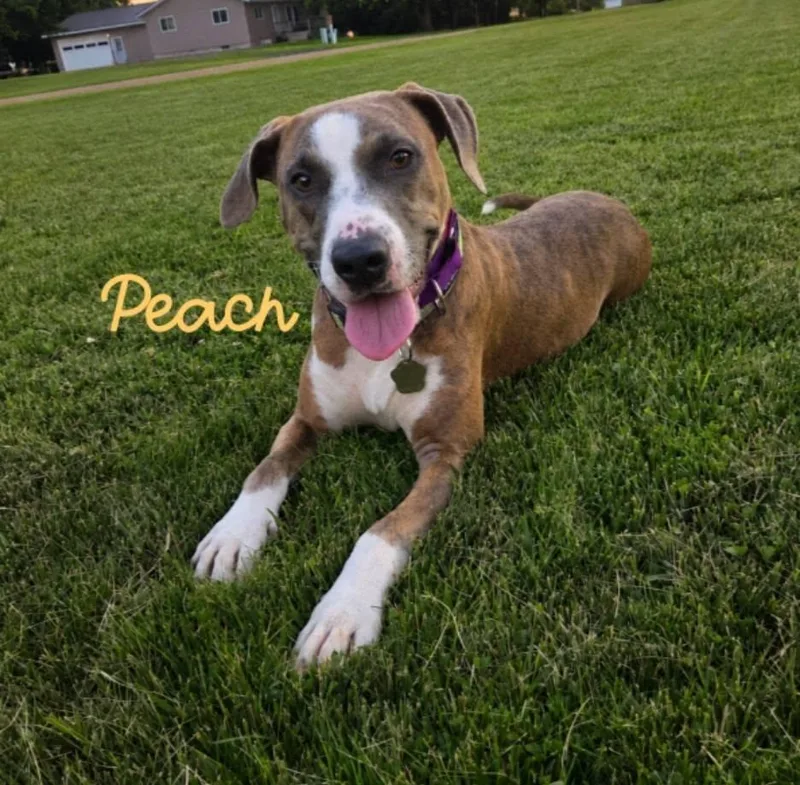 Peach sweetest  kindest