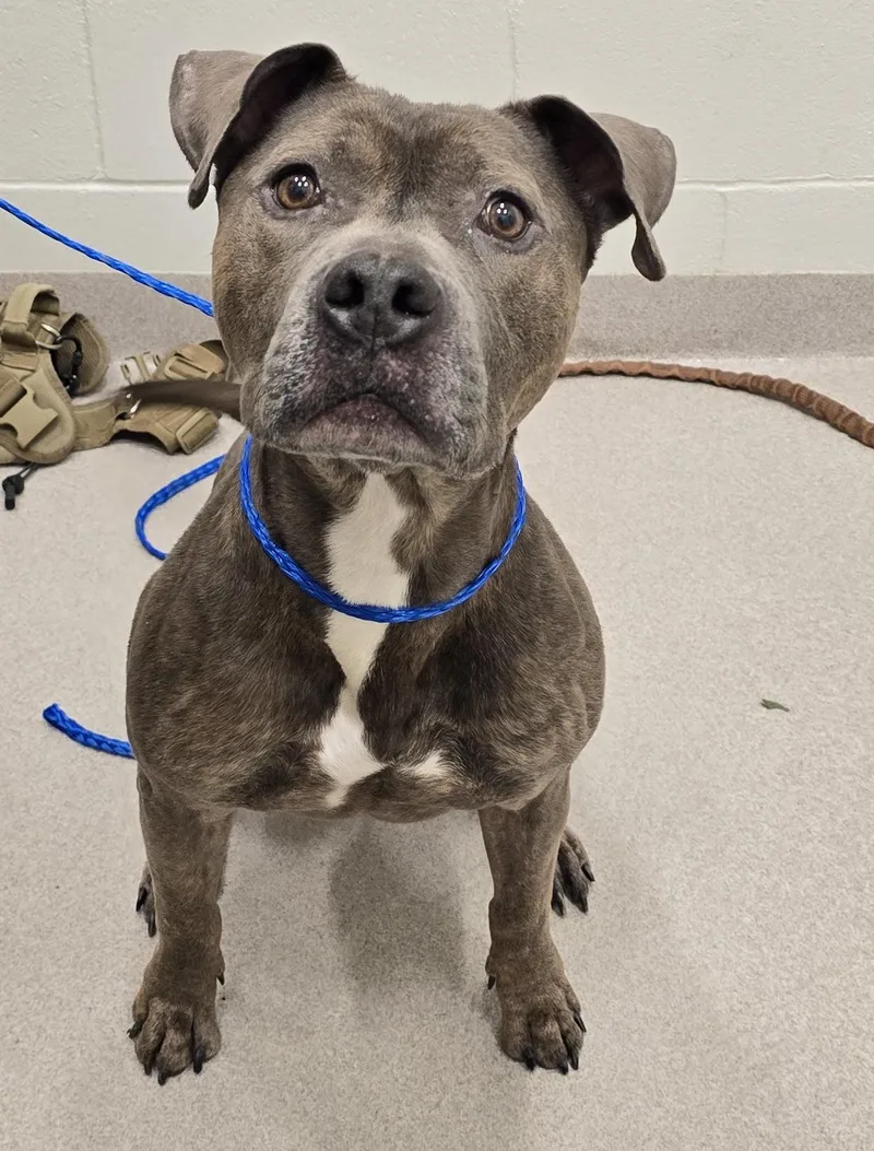 A senior large-sized male Brindle Pit Bull Terrier dog named Dolla for adoption in Amityville, NY