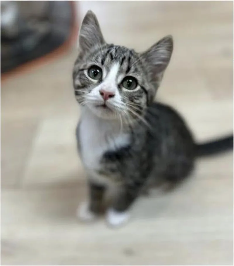 A baby medium-sized male White Domestic Short Hair cat named Turkey for adoption in Eugene, OR