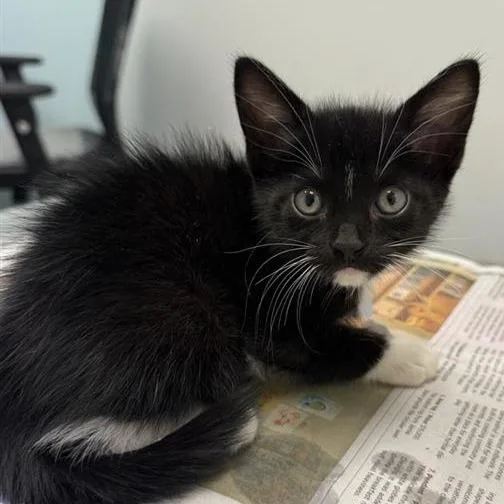 A baby small-sized male Black Domestic Short Hair cat named Shark for adoption in Jacksonville, FL