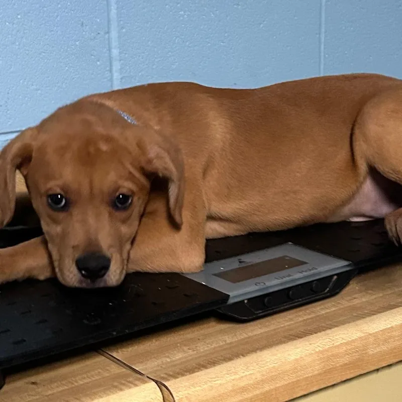 A young large-sized male Yellow / Tan / Blond / Fawn Boxer dog named Jason for adoption in Salem, WV