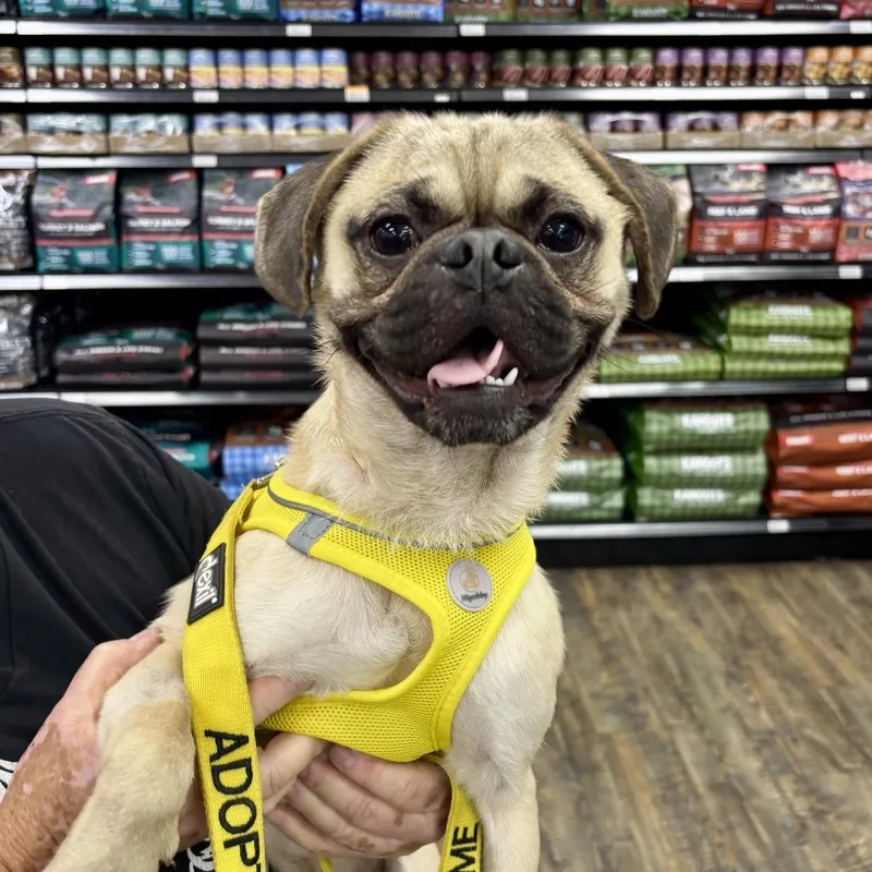 An adult small-sized male White / Cream Pug dog named Brisk for adoption in Oceanside, CA