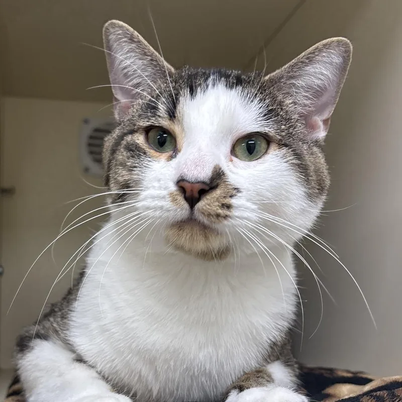 An adult medium-sized male Brown / Chocolate Domestic Short Hair cat named Tabasco for adoption in Naperville, IL