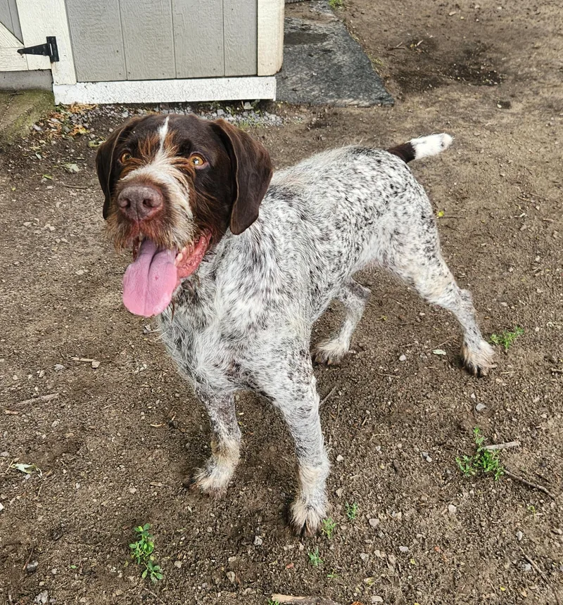 An adult large-sized female Brown / Chocolate German Wirehaired Pointer dog named Kimber for adoption in Liberty Center, OH
