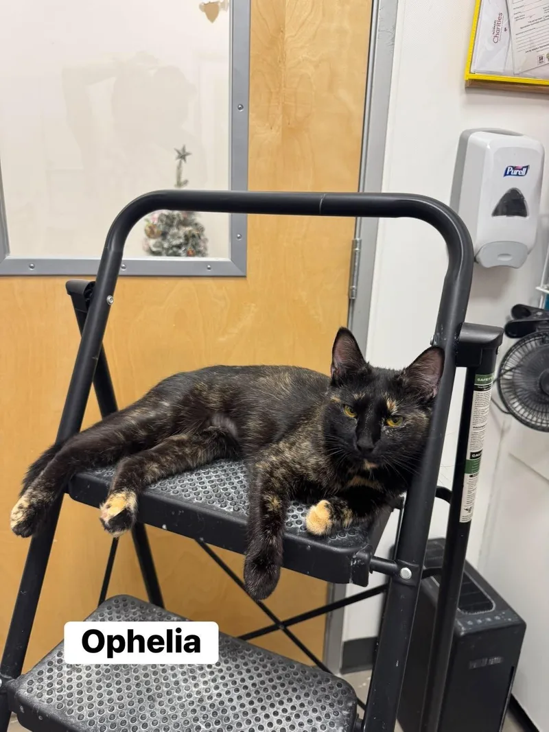 A young medium-sized female Tortoiseshell cat named Ophelia for adoption in Staten Island, NY