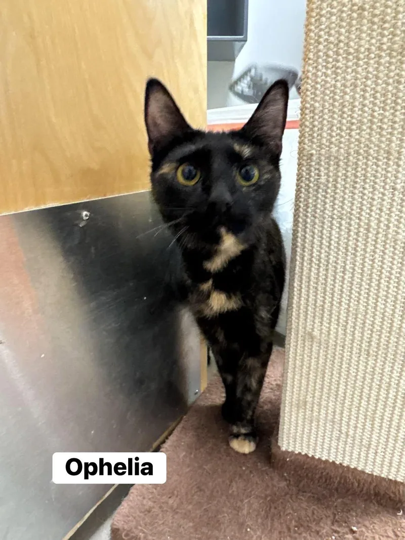 Ophelia thumbnail 3