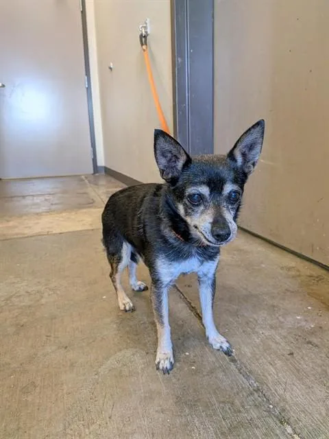 A senior small-sized male Chihuahua dog named Rudy for adoption in Ontario, CA
