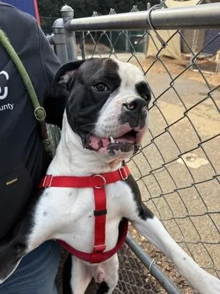A young large-sized male Boxer dog named Storm for adoption in Cumming, GA