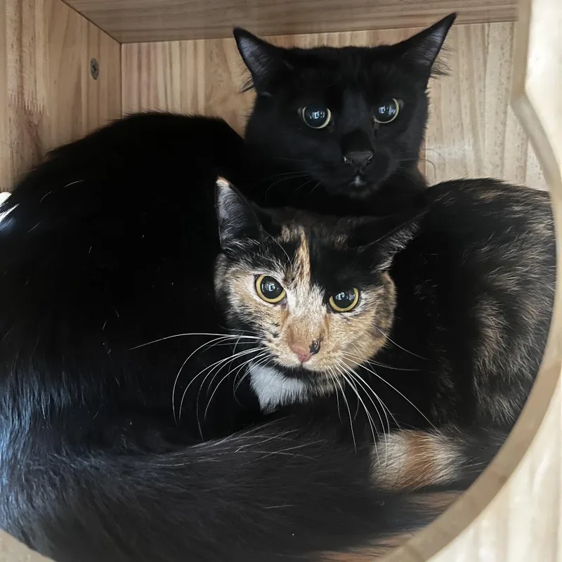 A young small-sized female Black Domestic Medium Hair cat named Jackie for adoption in Yucca Valley, CA