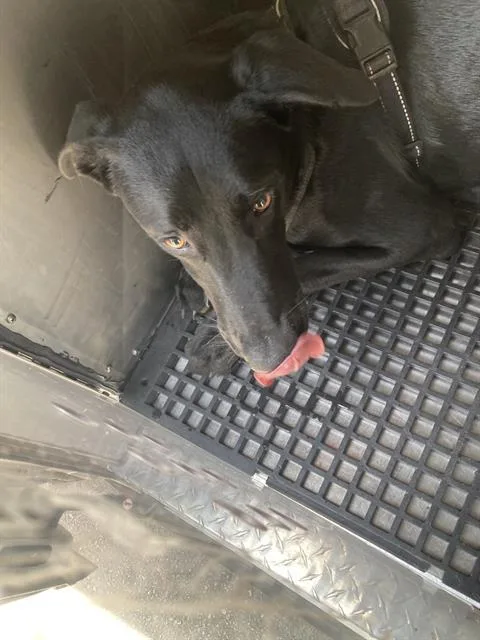 A young large-sized female Mixed Breed dog named Midnight for adoption in Dallas, TX