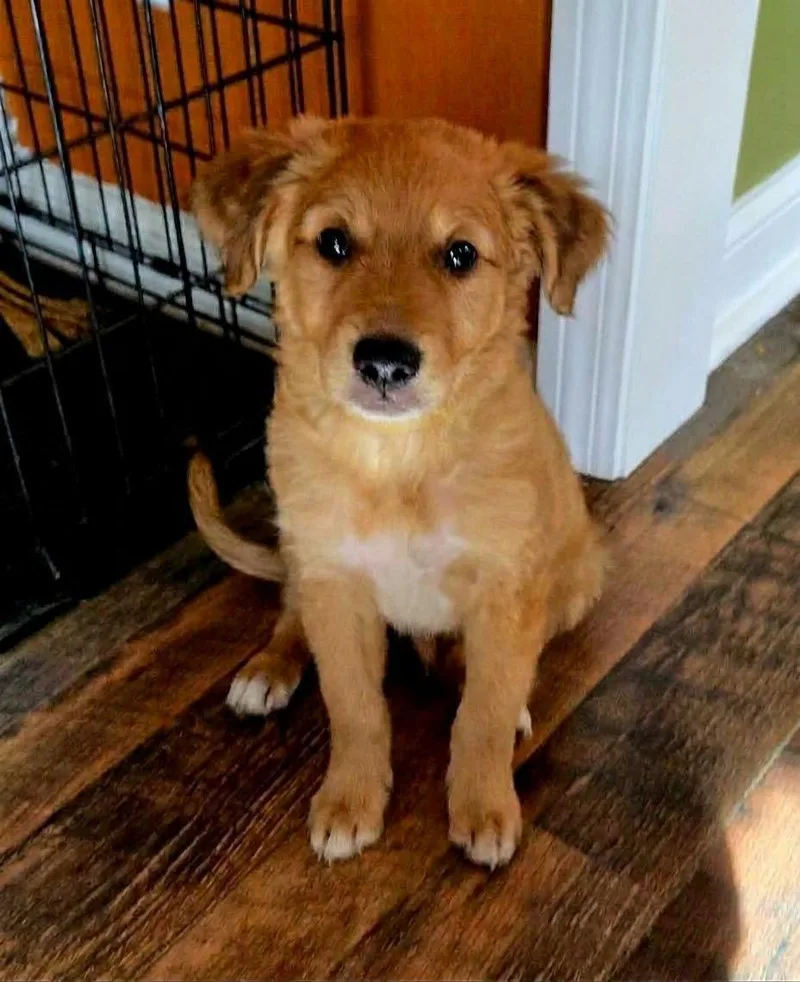 A young medium-sized male Golden Retriever dog named Howie for adoption in North Prairie, WI