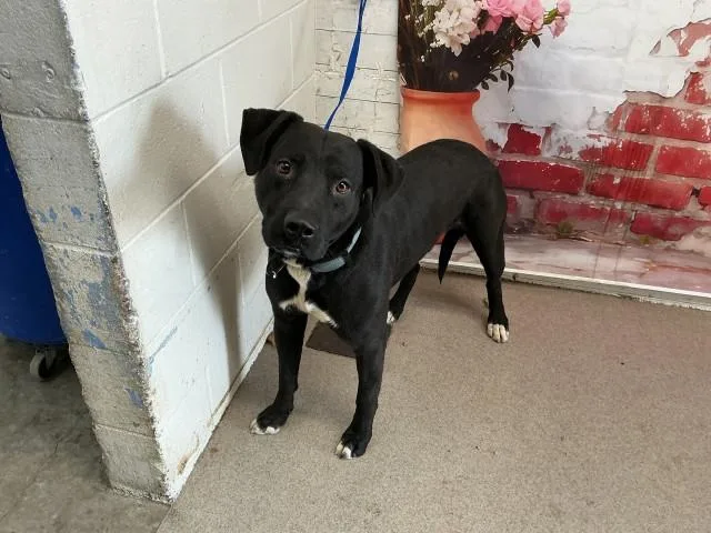 A young medium-sized male Pit Bull Terrier dog named Draco for adoption in San Bernardino, CA
