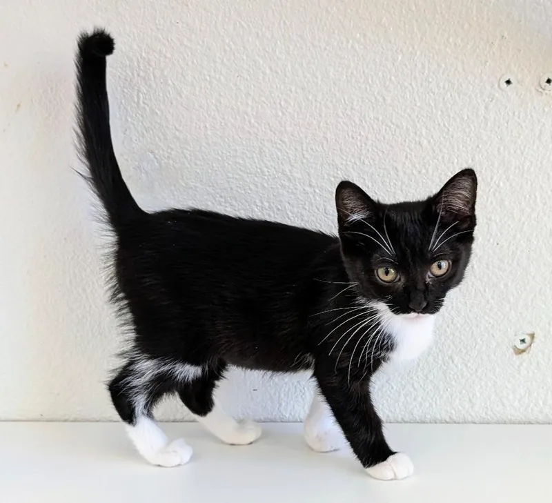A baby medium-sized female Domestic Short Hair cat named Graphite for adoption in Peoria, AZ