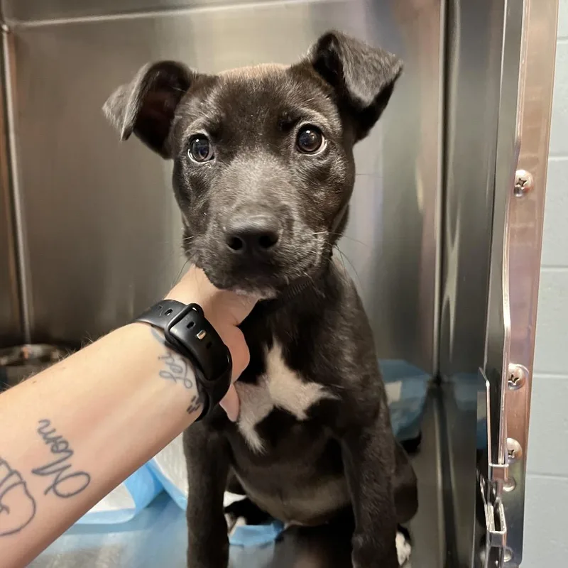 A baby small-sized female Black Labrador Retriever dog named Stormy for adoption in Greensboro, NC