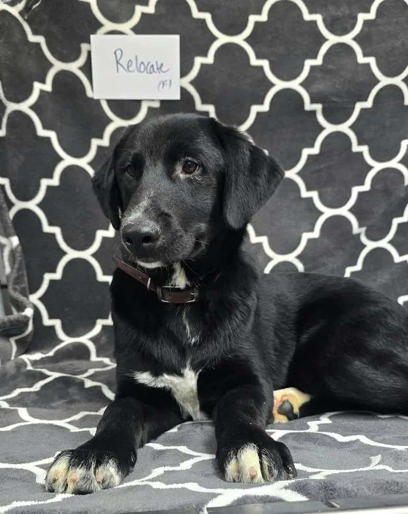 A young medium-sized female Black Labrador Retriever dog named Relocate for adoption in Othello, WA
