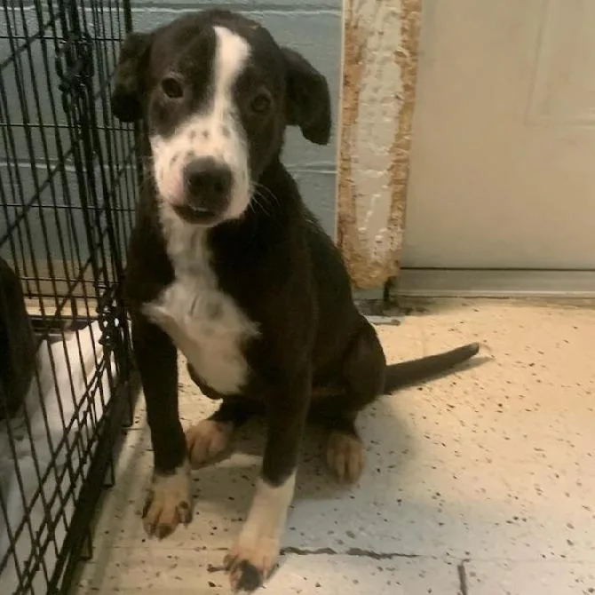 An adult medium-sized female Black Labrador Retriever dog named Betty Davis for adoption in LOXAHATCHEE, FL
