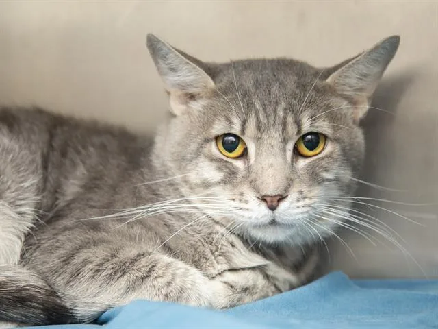 An adult small-sized male Domestic Short Hair cat named Swayze for adoption in Phoenix, AZ