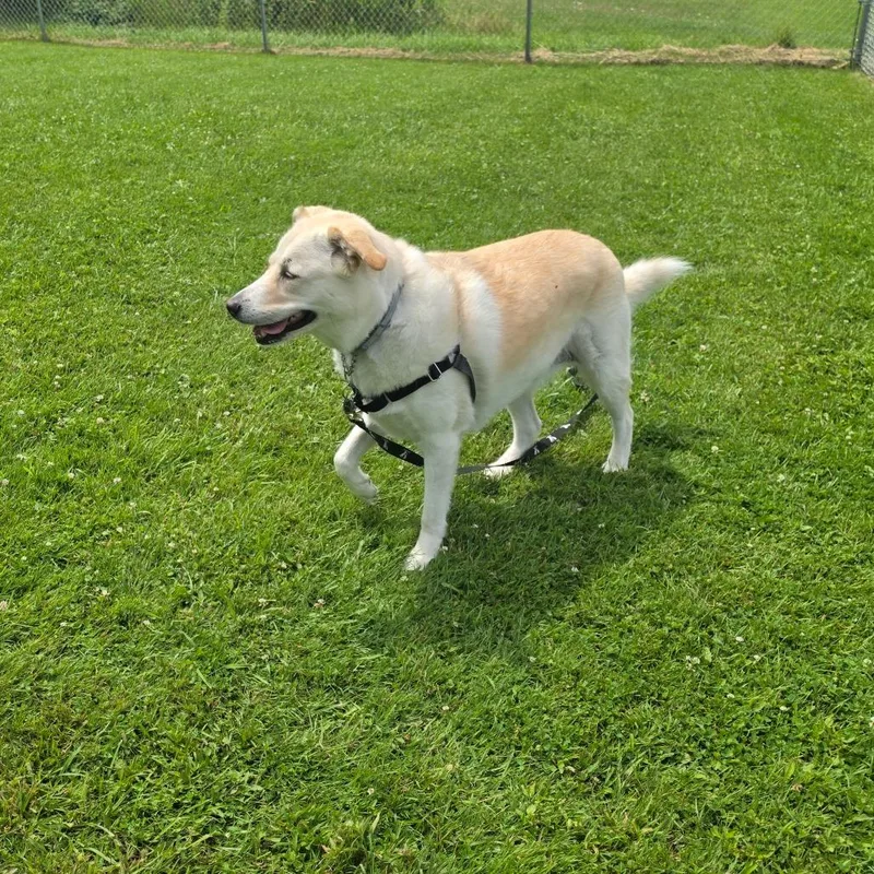 Bailey thumbnail 3