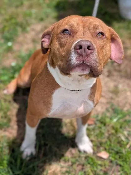 An adult medium-sized male Terrier dog named Linkin for adoption in Gulfport, MS