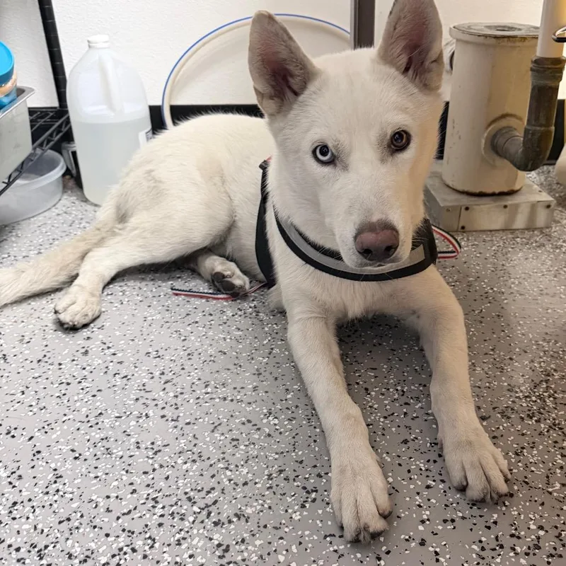 An adult medium-sized male White / Cream Husky dog named HACCStray for adoption in Henderson, NV