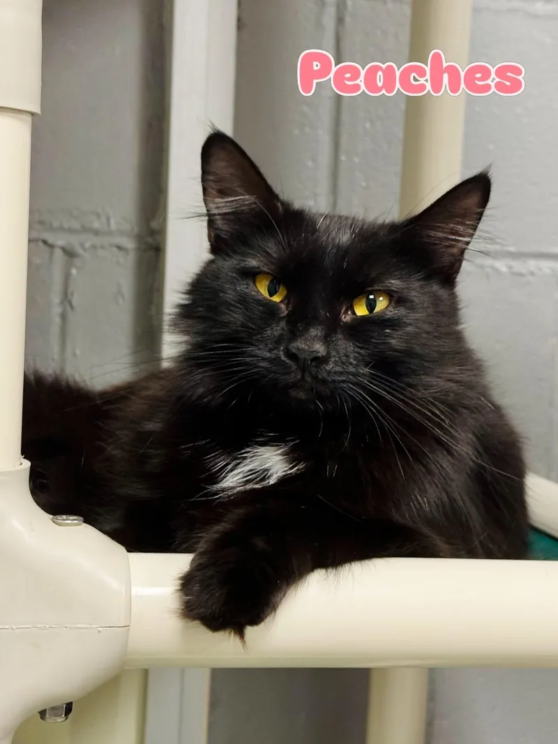 An adult medium-sized female Black Domestic Long Hair cat named Peaches for adoption in Rock Hill, NY