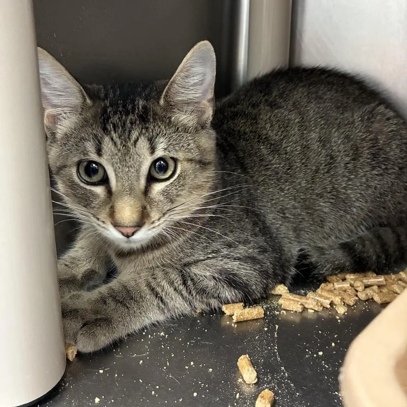 A baby medium-sized male Gray / Blue / Silver Domestic Short Hair cat named Man In The Mirror for adoption in Carencro, LA