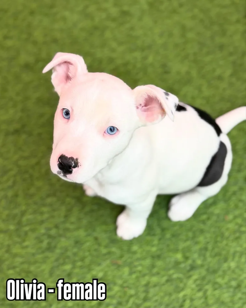 Pit Bull Puppies thumbnail 2