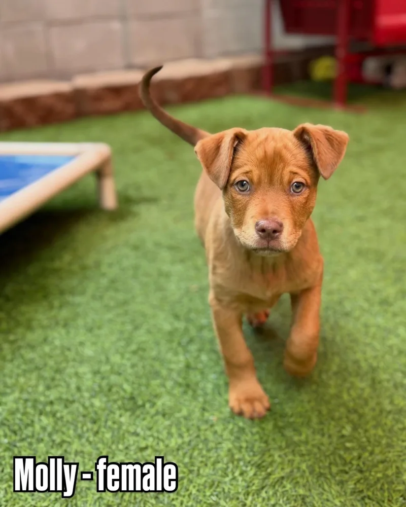 Pit Bull Puppies thumbnail 4