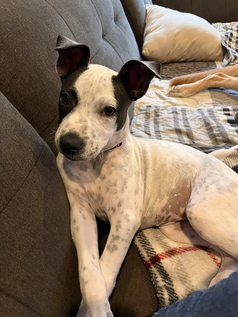 A young medium-sized female Merle (Blue) Australian Cattle Dog / Blue Heeler dog named Sadie for adoption in Gregory, TX