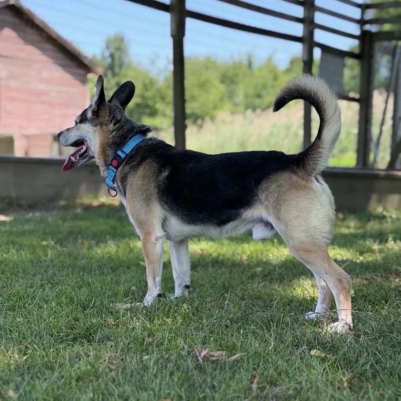 An adult medium-sized male Yellow / Tan / Blond / Fawn Mixed Breed dog named Frankie for adoption in Ashtabula, OH