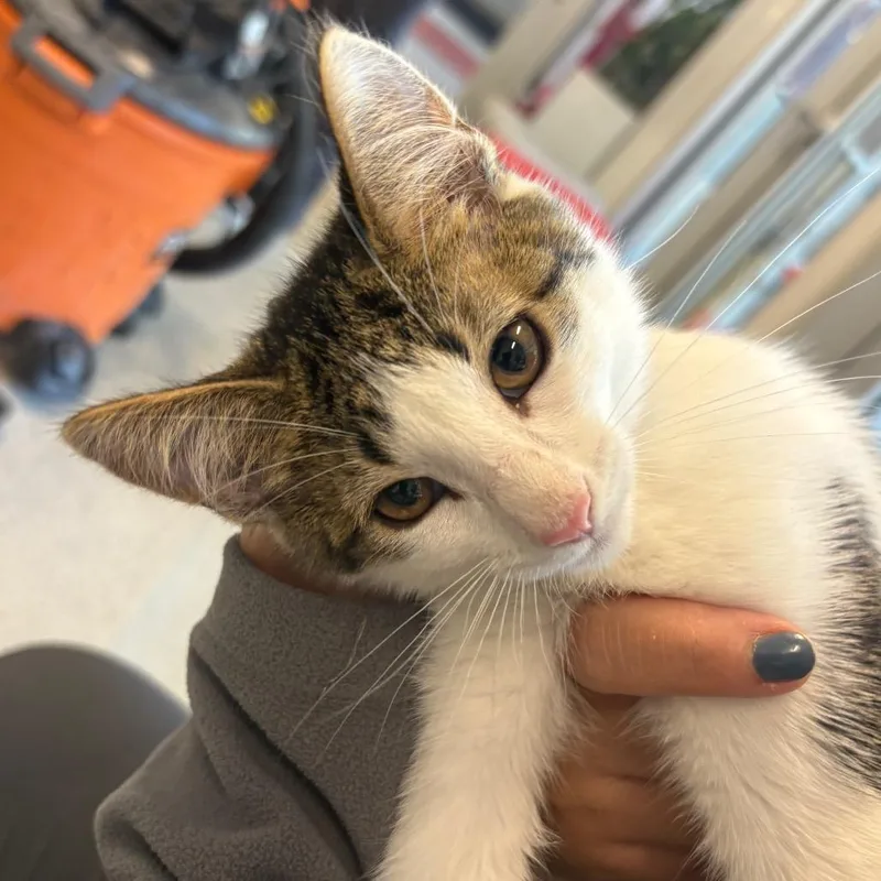A baby small-sized male Lilac Point Domestic Short Hair cat named Spots for adoption in Chicago, IL