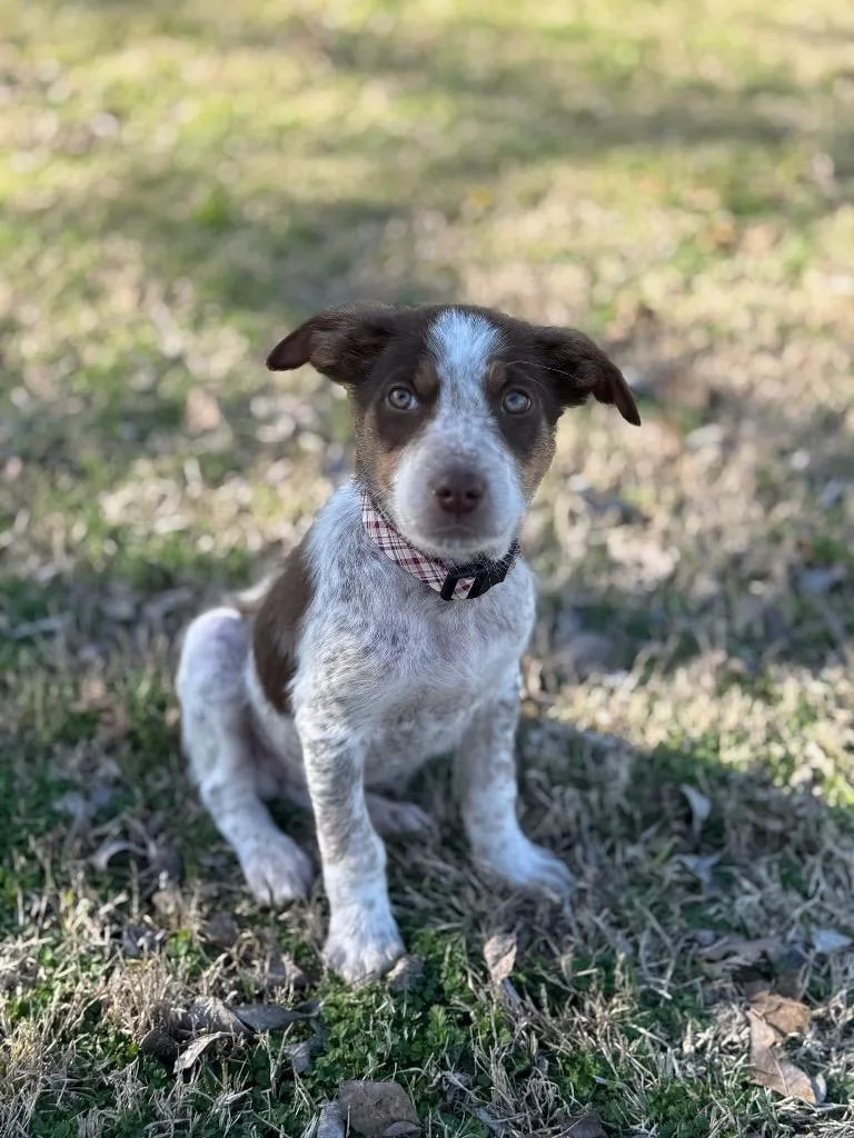 Maiden Marian thumbnail 2