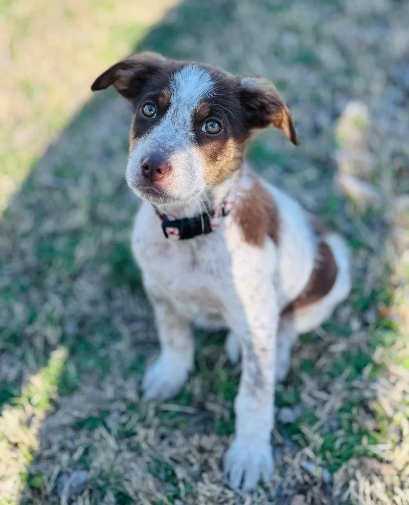 Maiden Marian thumbnail 3